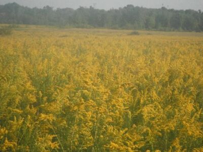 Weird Winter, Weird Spring: Some Thoughts On Beehive Management Image